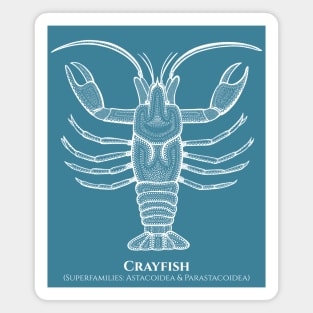 Crayfish with Common and Scientific Names - animal drawing Magnet